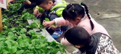 视频 | 来凤：旧司幼儿园开展亲手种蔬菜教学实践活动