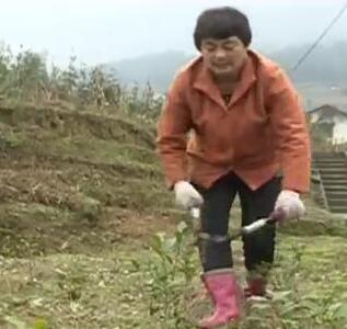 视频 | 宣恩长潭河：送技术到田间  为茶农增收保驾护航