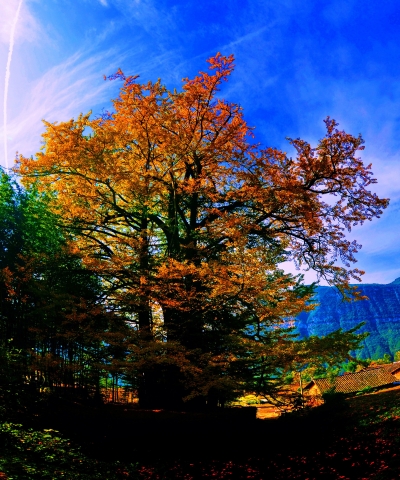 “清太5号”获评“中国十大最美古银杏”