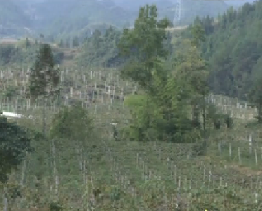 视频 |咸丰县水车坪村：左手卖产品 右手卖风景