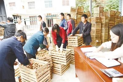 建始 | 优先购买贫困户猕猴桃助增收 次果4元一斤收购