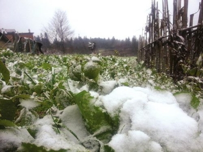 恩施州农业局积极应对低温雨雪天气
