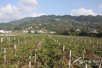 建始县政协就县农产品质量安全进行专项民主监督