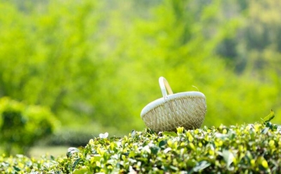 恩施 | 种茶种出职业来 70多名茶农被召集一起审“茶”