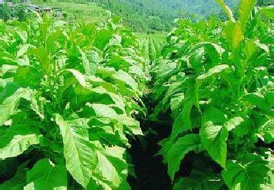 顾厚武到恩施州调研烟草产业发展时强调 推进转型升级带动山区人民脱贫致富