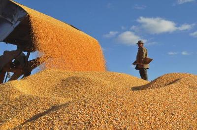 利川2016年粮食总产量达到全省产量大县标准