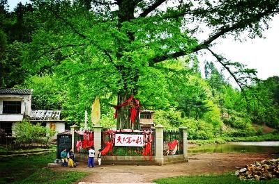 利川 | 水杉王荣登第三届美丽中国“最美古树名木”之冠