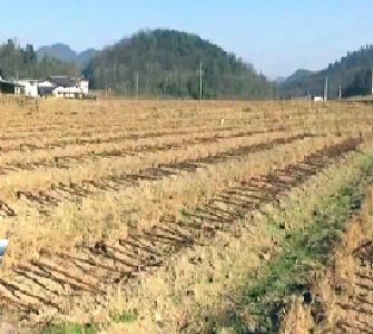 视频 | 鹤峰县开展烟田废弃地膜回收再利用工作