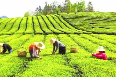 宣恩对60名茶农进行培训