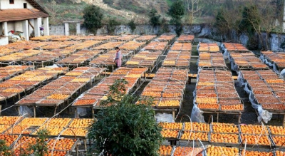 副州长程水源到来凤民贸企业调研硒产业发展