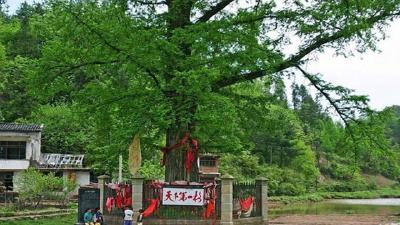 利川 | 600年水杉王获评“古树之冠”