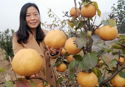 草莓有蜜桃味?1个梨180元?湖北高端水果种植异军突起