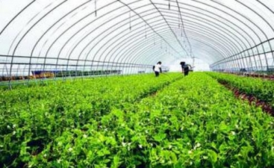 来凤 | 80亩作物被淹 农户灾后自救有法宝