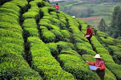 宣恩 | 突出特色做强茶产业