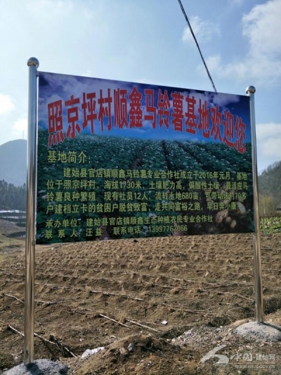 建始县照京建立鄂马铃薯10号原种扩繁基地