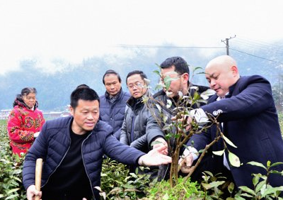 中茶所专家到宣恩县为茶树病虫害防治工作支招 