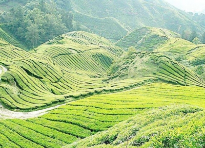 视频 | “早春走一线”宣恩伍家台:茶园变公园 茶香引客来