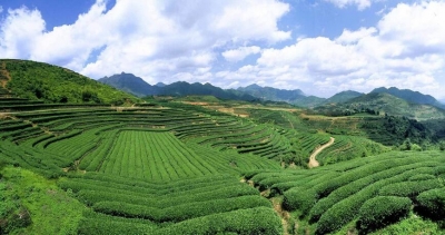 恩施州茶叶陆续开采“茶旅融合”推动产业创新