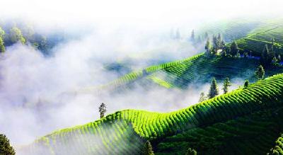 恩施州领导率队考察湖南硒产业