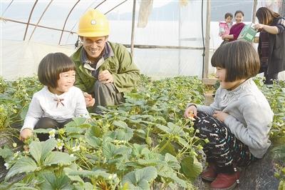 巴东“光头强”种草莓 要不要去看看啊！