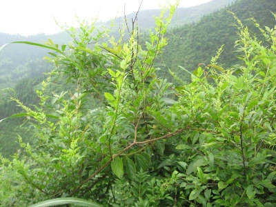来凤 | 金藤子串起致富链 