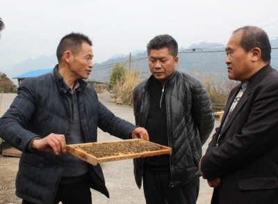 省畜牧兽医局到鹤峰调研中蜂养殖助推精准扶贫试点工作