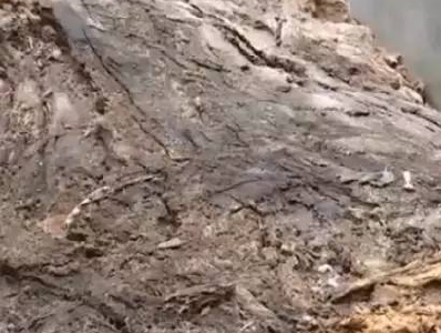 震惊 | 200元一根烂木头卖出168万 究竟长什么样？