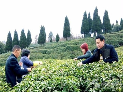 马坡春茶清香上市 建始严格监管质量安全