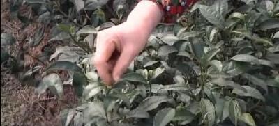 恩施市芭蕉乡春茶陆续开采