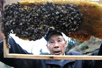 鹤峰 |  大山里趟出甘甜路 “蜜蜂爷爷”带领乡亲致富