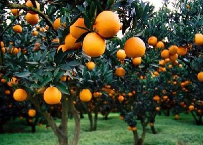 巴东规划5万亩柑橘管护补植工程 目前已完成2.5万亩 