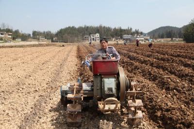 利川市烟叶分公司：人机齐上阵 春耕起垄忙 