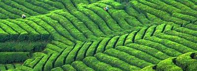 恩施州崛起四大百亿绿色产业集群