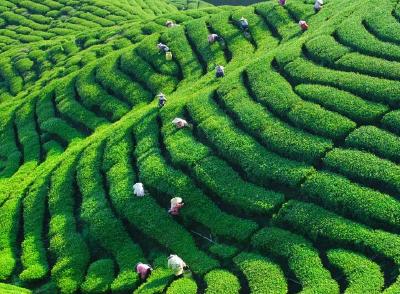 宣恩 | 晓关：茶园春管正当时 做好扶贫茶文章