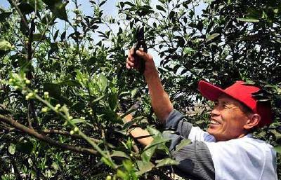 巴东 | 官渡口镇专家进田间 农民进课堂