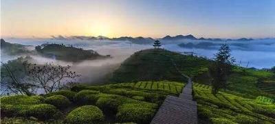 宣恩 | “茶旅融合”促扶贫
