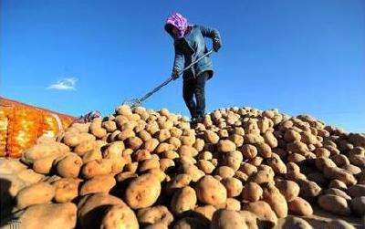 早春走一线 | 恩施市：做大做强产业 加快马铃薯主粮化发展