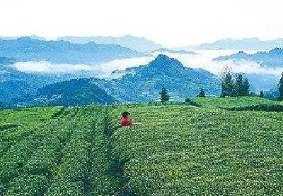 利川毛坝:十任书记种茶三十年