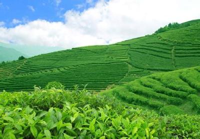 鹤峰 | 荒山变茶园 汗水浇出生态园