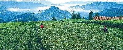 利川毛坝:十任书记种茶三十年