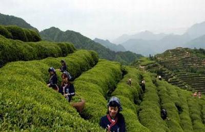 利川：春到茶乡活力涌