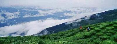 利川：春到茶乡活力涌