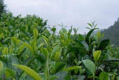 一片茶叶的“美力”效应