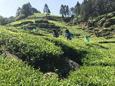 干部定时上门帮采茶 这样的好事哪里有？