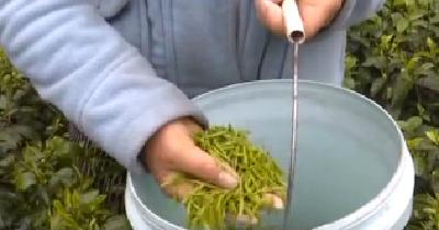 《加强支部建设》来凤马家沟：一村茶香 绿色富民