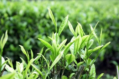 中国农业网：鹤峰沙湾坡原生态富硒茶进京记