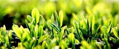 茶叶价格飘红 名优茶增长快——恩施州春茶产销形势分析