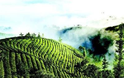 国家茶叶产业技术体系“茶叶机械化标准化  生产技术集成与示范”现场交流会在恩施州召开