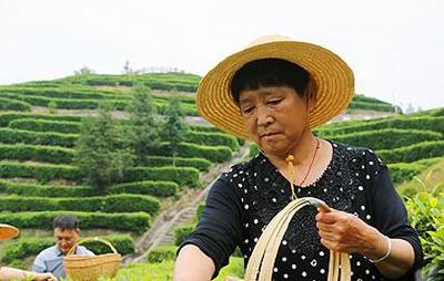 巴东：十指“采”出110万　400名茶农傍上金果茶业