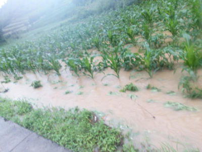 暴雨再次袭来：利川受强降雨袭击多处道路被淹 农作物受灾